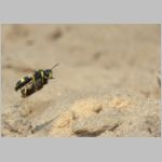 Cerceris rybyensis - Knotenwespe w001d 8-9mm mit Hylaeus communis - Sandgrube Niedringhaussee-det.jpg